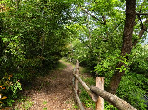 Sentiero nel bosco con segnavia rosso e blu