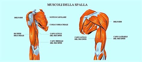 grafico anatomia spalla e braccio