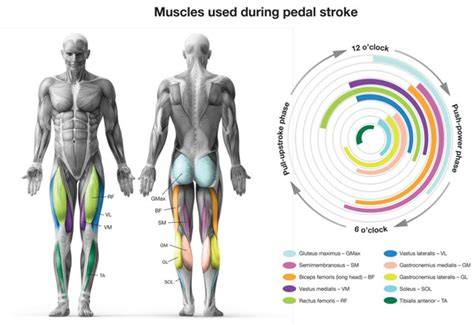Diagramma muscoli coinvolti nella pedalata cyclette