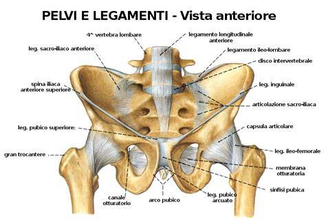 grafico anatomia bacino e sella