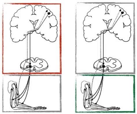visualizzazione grafica di pause fisiologiche nel ciclismo