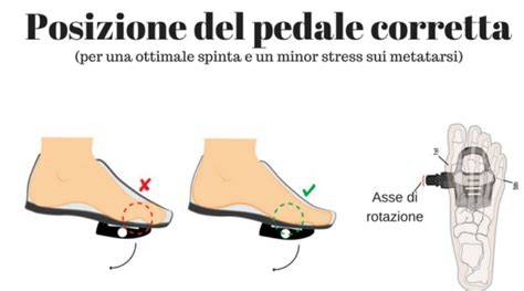 align piede metatarso pedale