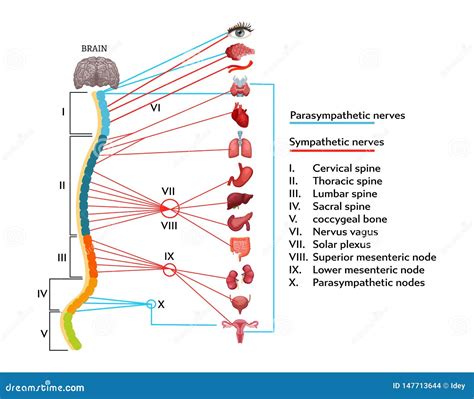Schema anatomico del cavallo umano