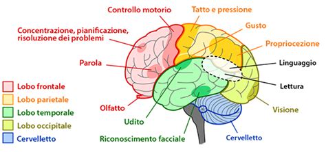 Cervello umano con aree colorate per indicare diverse funzioni cognitive