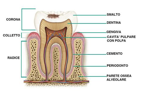 Immagine di un dente con una corona in ceramica ben adattata