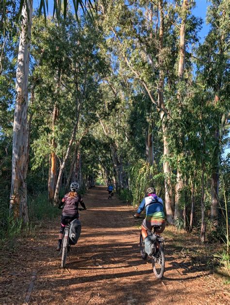 Ciclisti che pedalano su un sentiero ombreggiato nella pineta